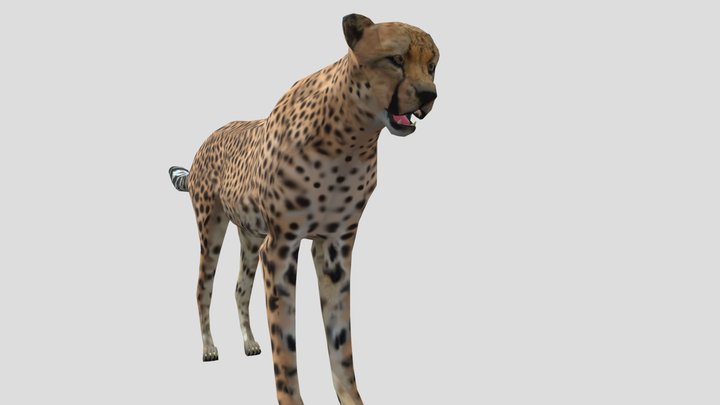 Cheetah (Low Poly) 3D Model