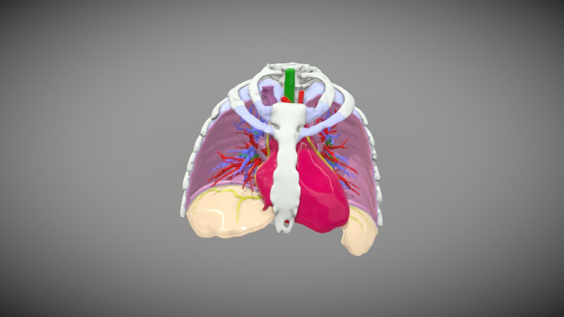 Normal Chest Model - 3D model by MMI2018-Keynote [d16d062] - Sketchfab