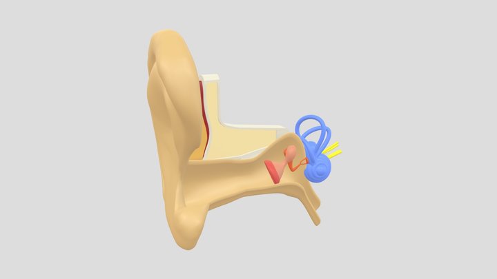 Anatomi Telinga (Ear Anatomy) 3D Model