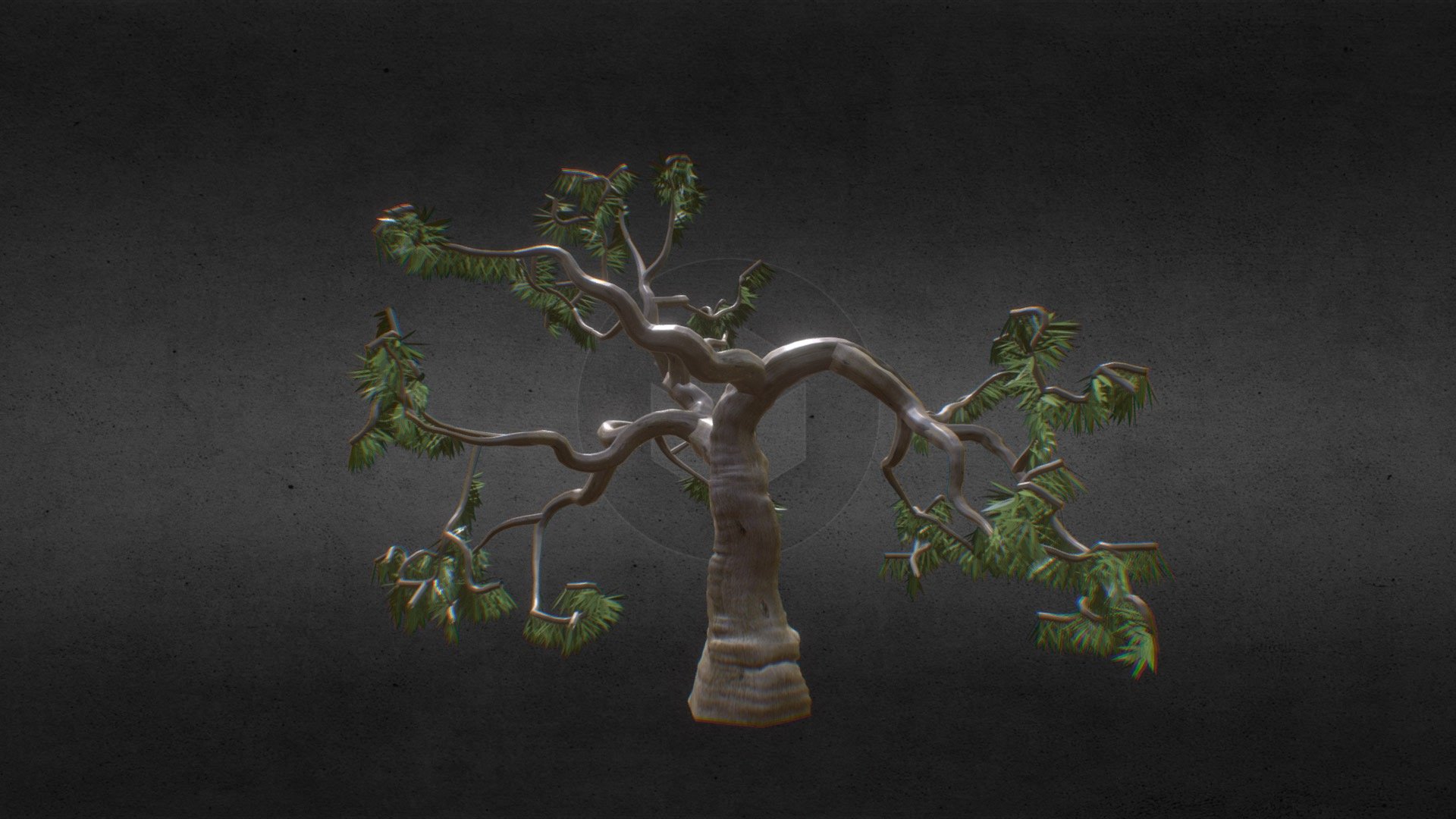 Scribbly Gum