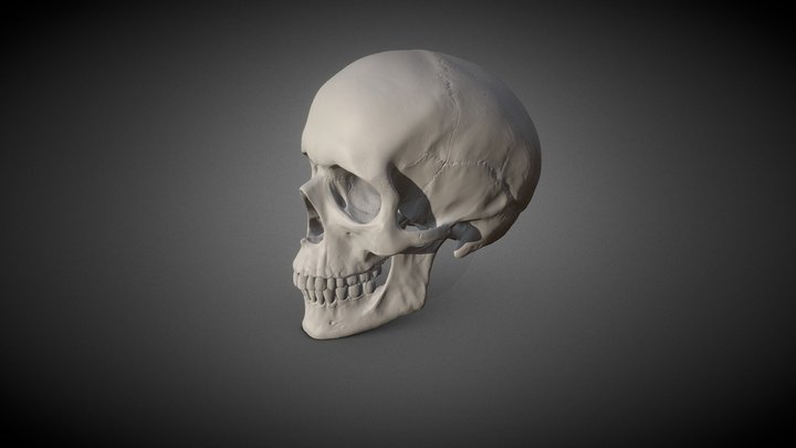 SkullV3 3D Model