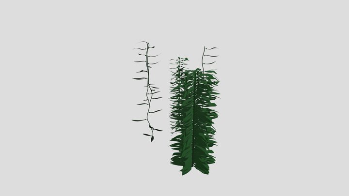 Kelp