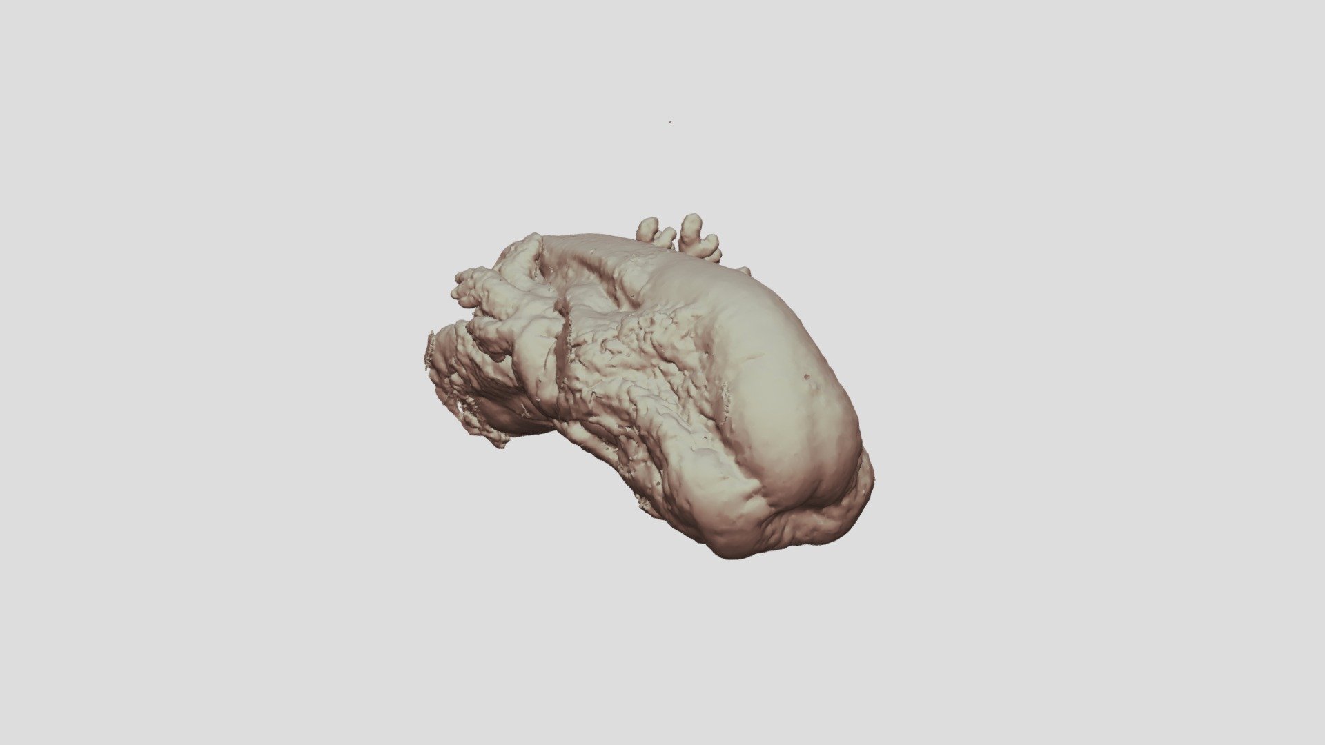MicroCT image of a larval Proteus anguinus