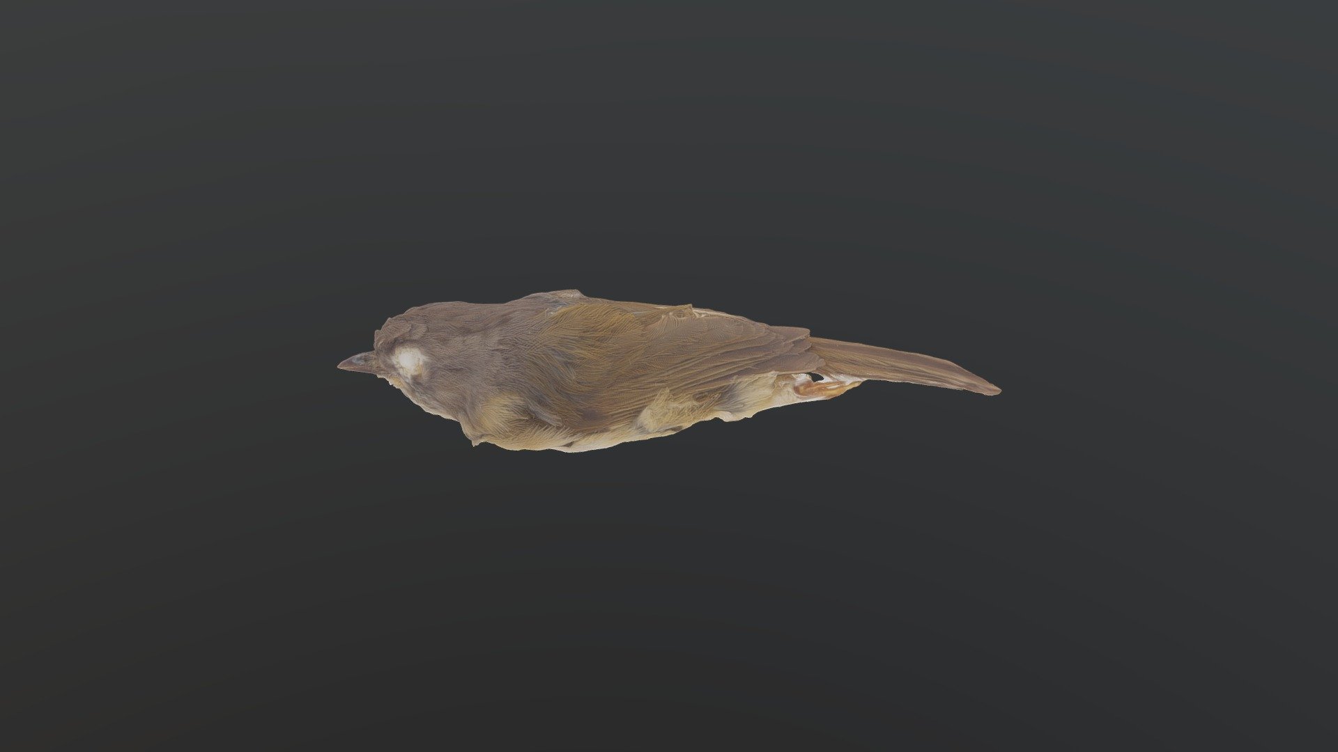 Grey-cheeked Fulvetta - Alcippe morrisonia