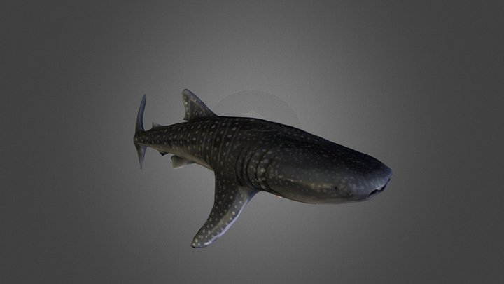 Whale Shark 3D Model