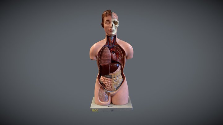 Anatomical scan of the full body 3D Model