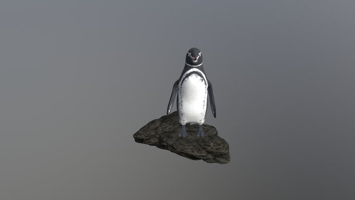 Pinguino de Galápagos 3D Model