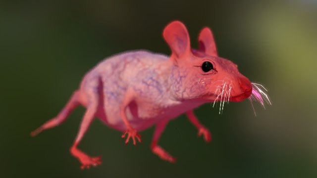 Rat 3d 3D Model