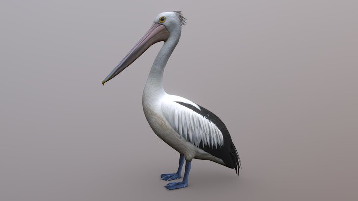 Pelican 3D Model