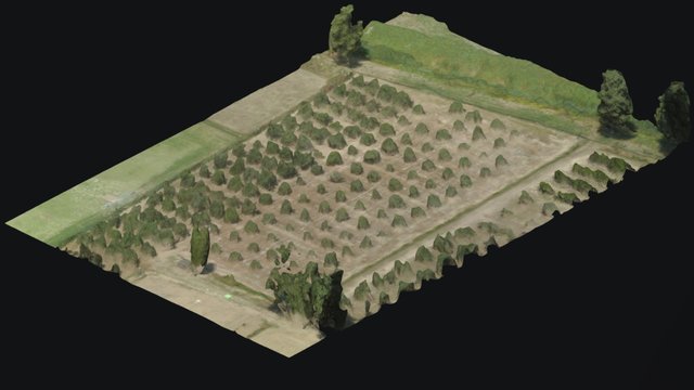 Olive Orchard 3D Model