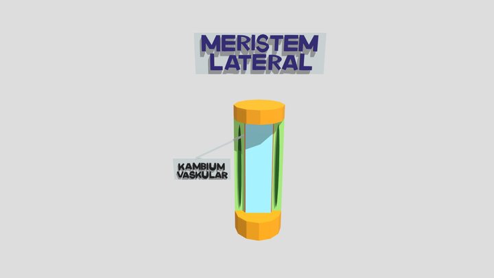 Meristem Lateral – Gratis 3D-model STL