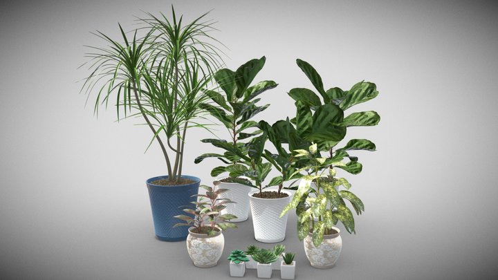 Indoor Plant Collection A 3D Model