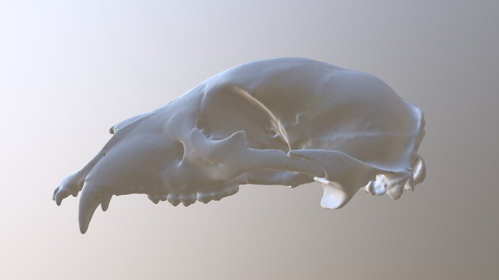 Bear Skull (VCU_3D_3014) – Modello 3D gratuito STL