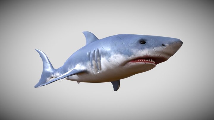 Real Shark 3D Model