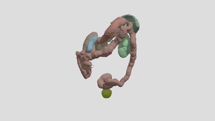 Abdominal organs 3D Model