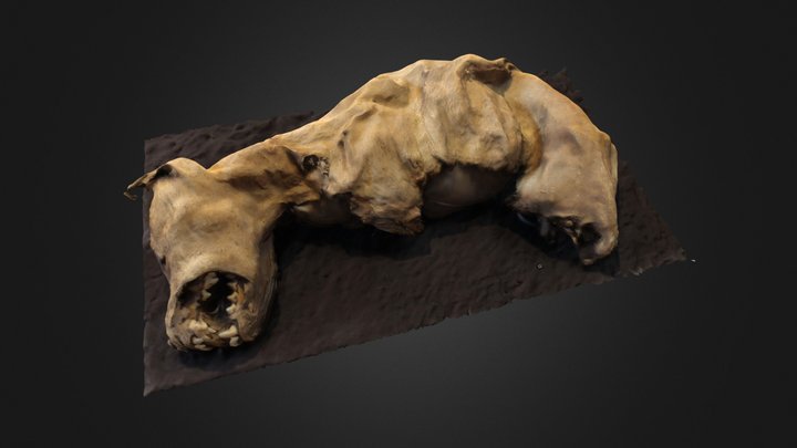 chachapoya's animal mummy 3D Model