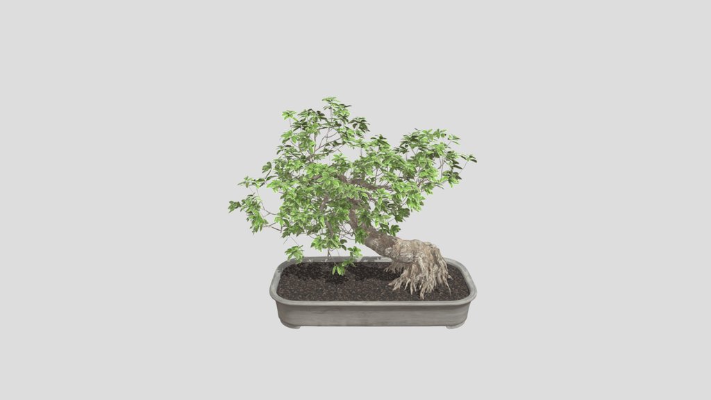 Slant Bonsai