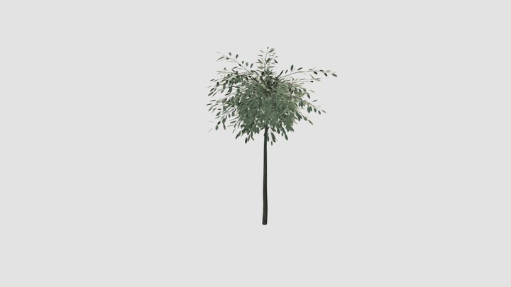 Salix repens var. argentea  v 3D Model