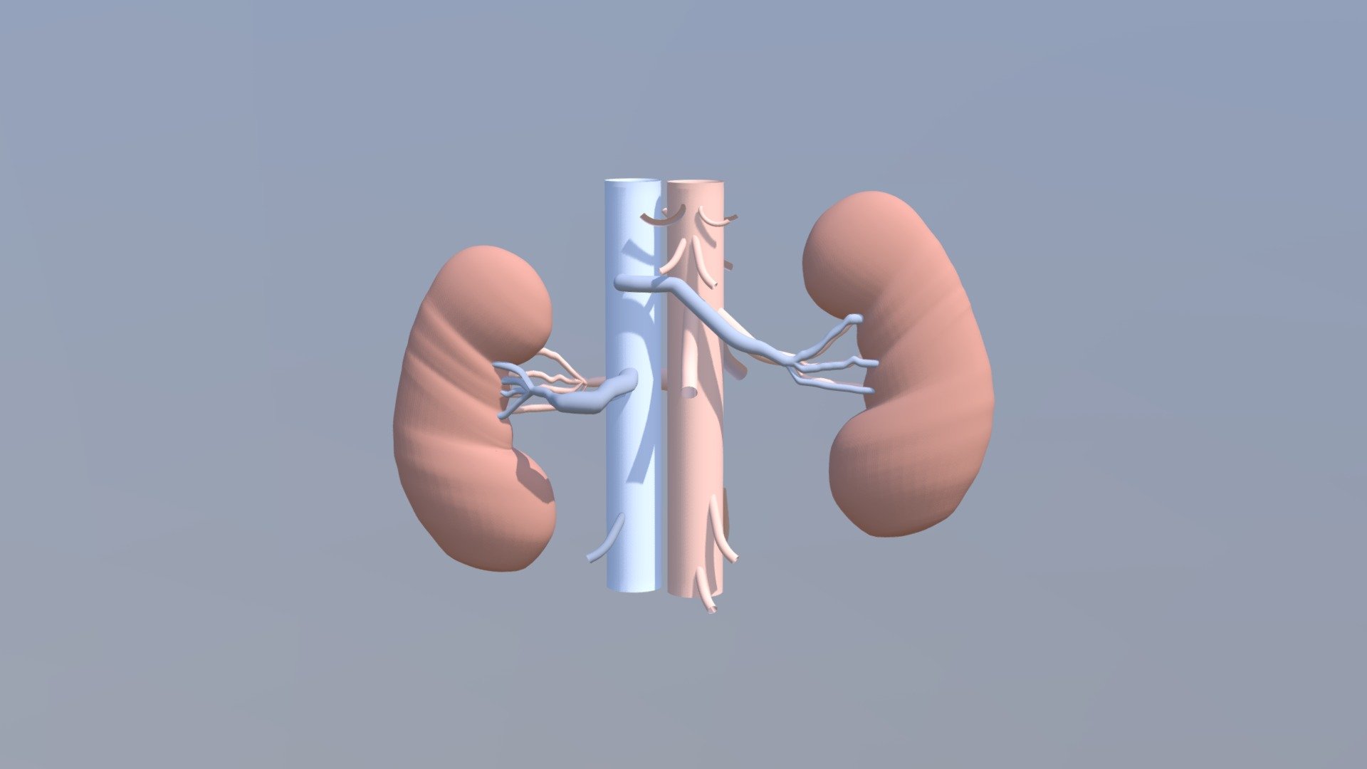 Human Kidney Model - Download Free 3D model by Muhammad.Airil