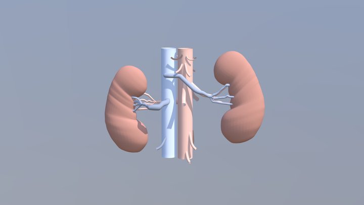 Human Kidney Model 3D Model