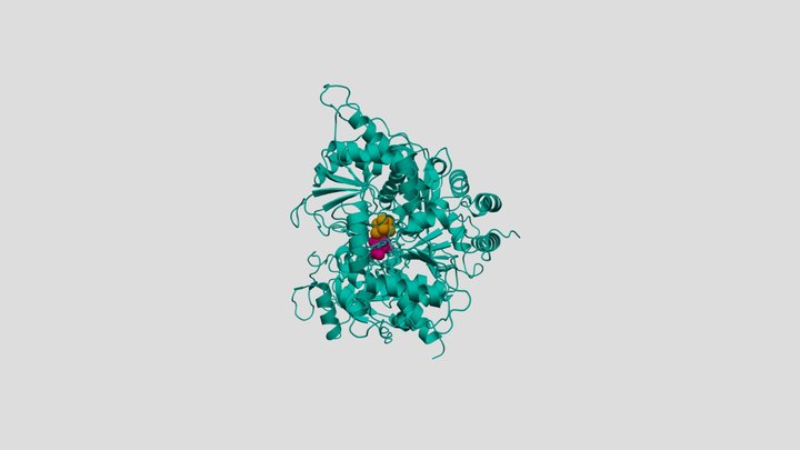 Aconitase bound to isocitrate 3D Model