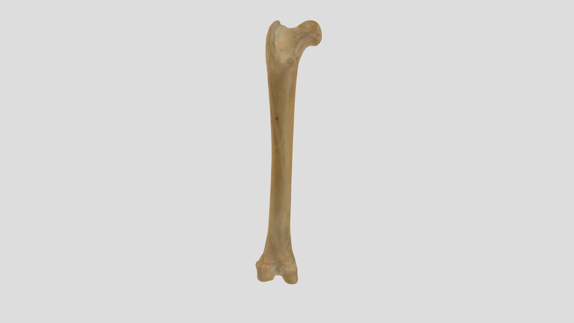 Femur - Download Free 3D model by justinbrown4242 [d19d497] - Sketchfab