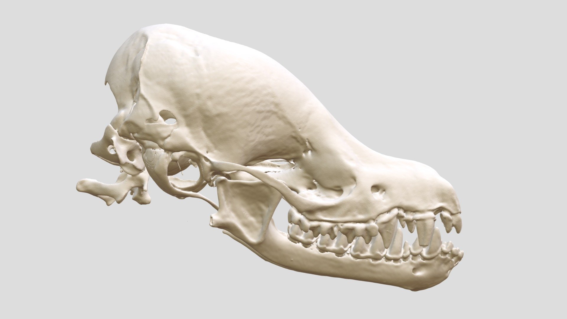 Myotis riparius (MSBMamm55182) 3D model by Biodiversity [d1a07d7