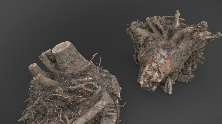 Two uprooted stumps 3D Model