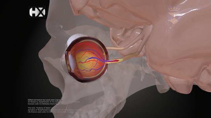 Anatomy of Vision Part 2 3D Model