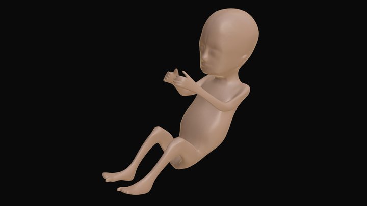 Anatomy - Human Fetus 3D Model