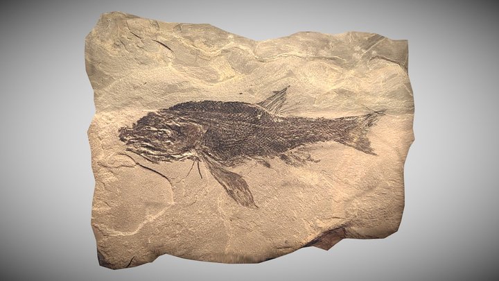 Albertonia cupidinia Fossil – Kostenloses 3D-Modell STL