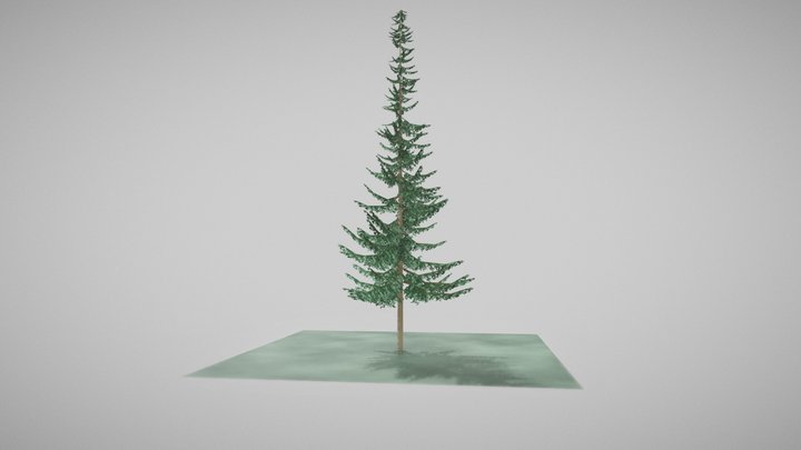 Stylized Spruce Tree 3D Model