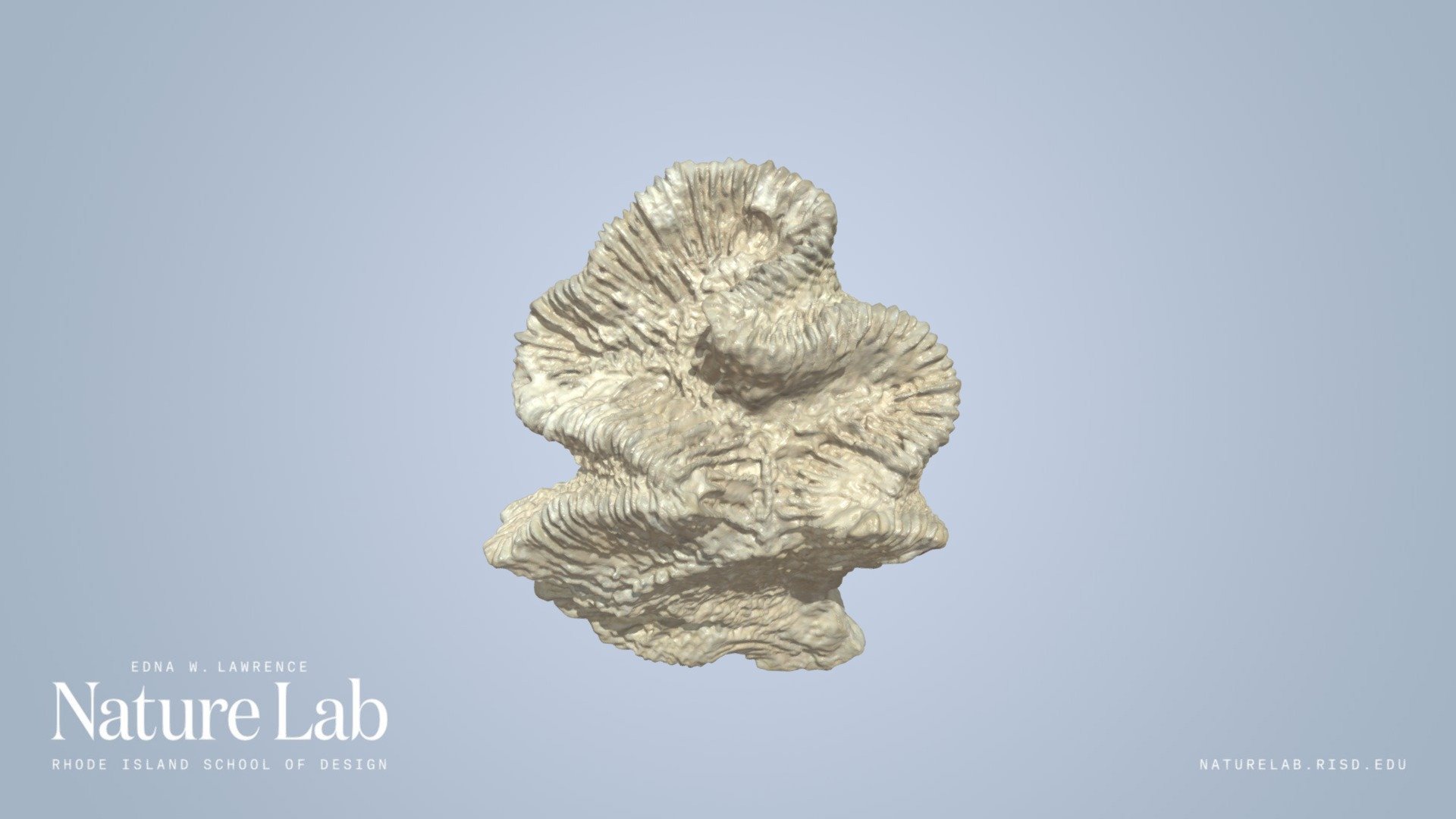 Rose brain coral fragment