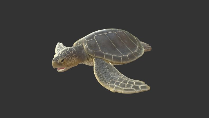 Kemps Ridley Sea Turtle 3D Model