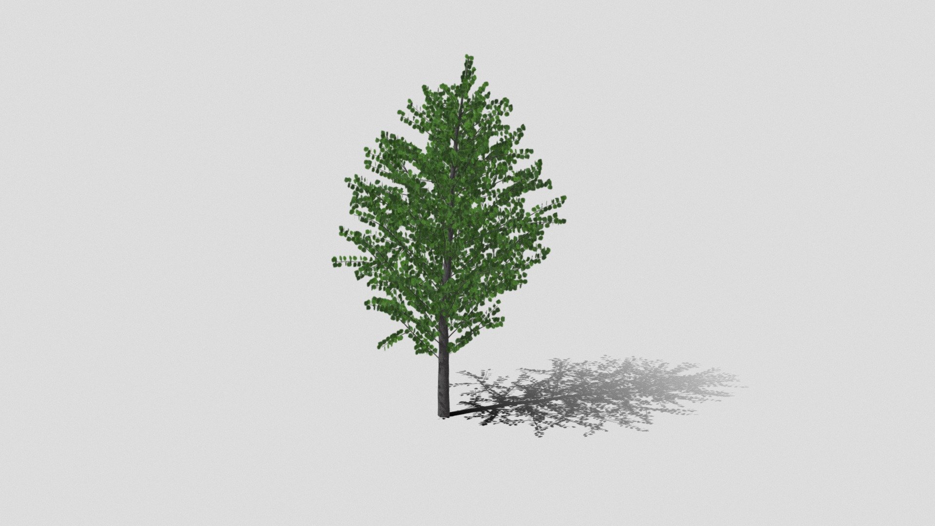 Cercidiphyllum Japonicum Katsura Tree Std