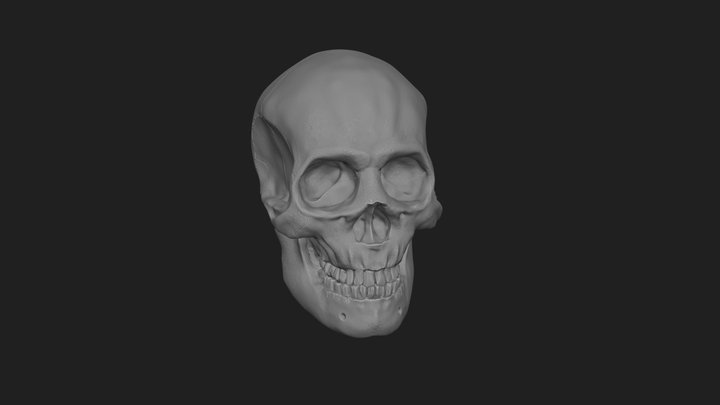 Human skull_HP_STL 3D Model