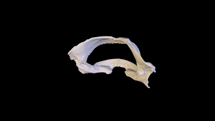 Spiny Dogfish Jaw 3D Model