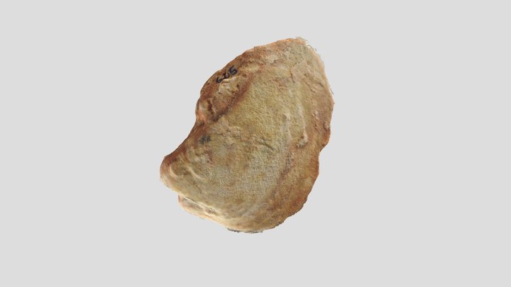Muestra colección PALEONTOLOGICA – Modello 3D gratuito STL