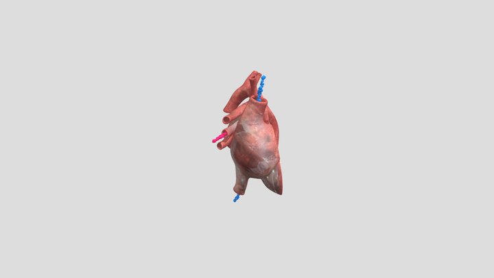 Updated 3d Heart Animation V2 3D Model