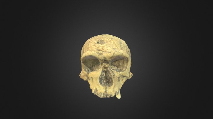 Homo neanderthalensis cranium – Free 3D Model STL