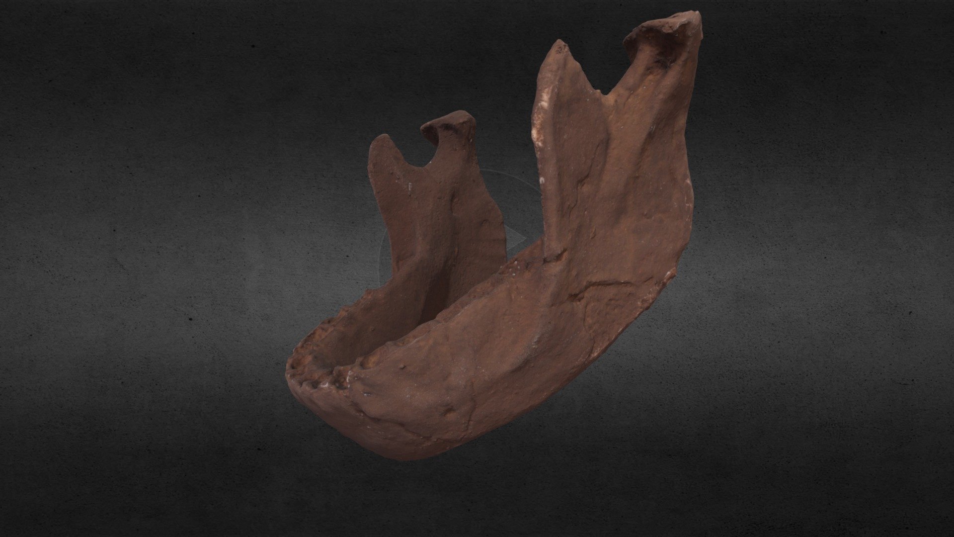 Bodo (H. heidelbergensis) Mandible - 3D model by Dennis Brooks (@dennis ...