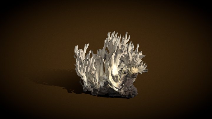 Clavulina cristata - Real fungi 3D scan 3D Model