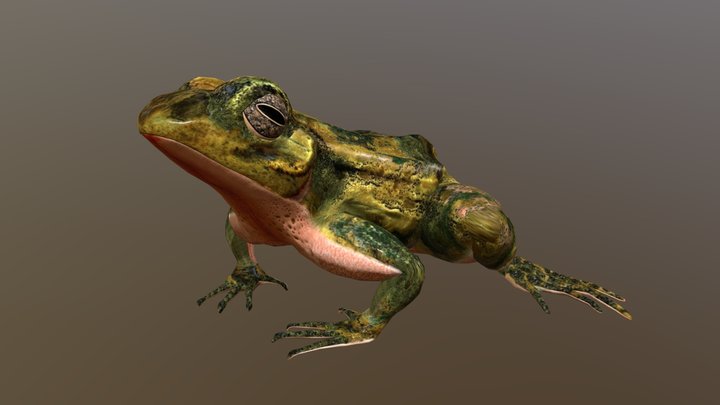 Common Frog – Free 3D Model STL