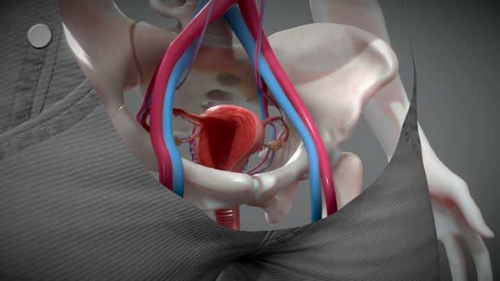 Uterus 3D cross section 3D Model