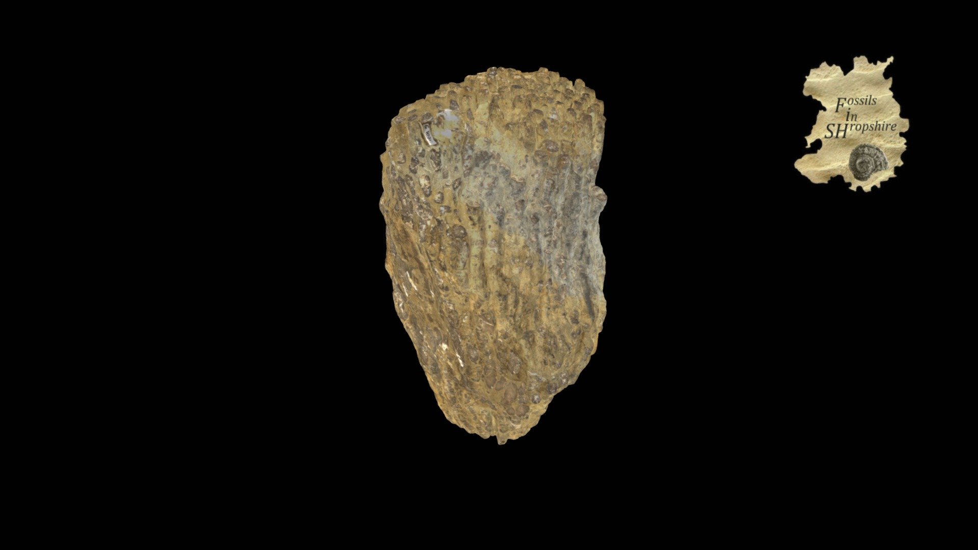 Coral - Kodonophyllum