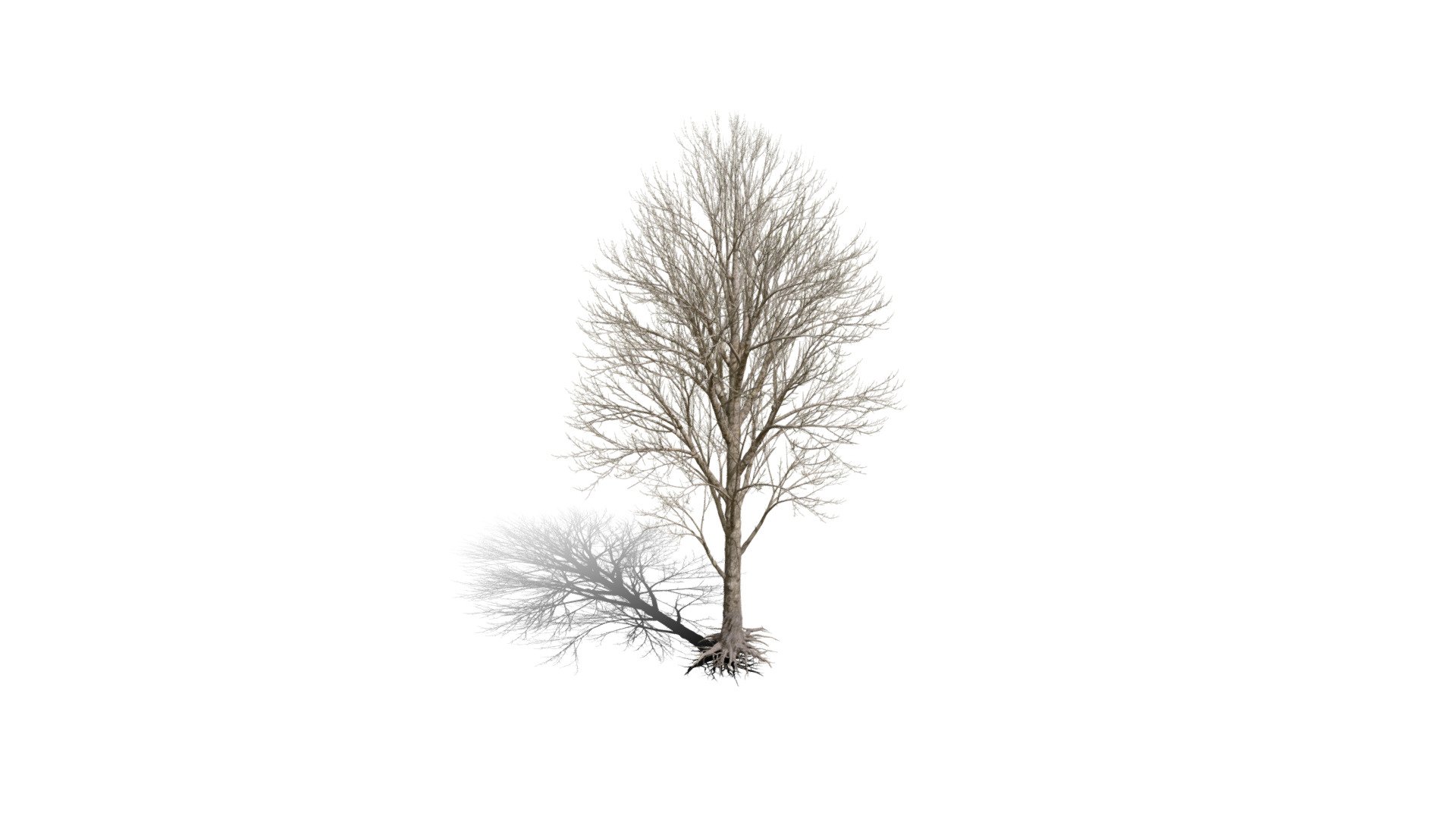 Realistic HD Black poplar (30/105) Buy Royalty Free 3D model by