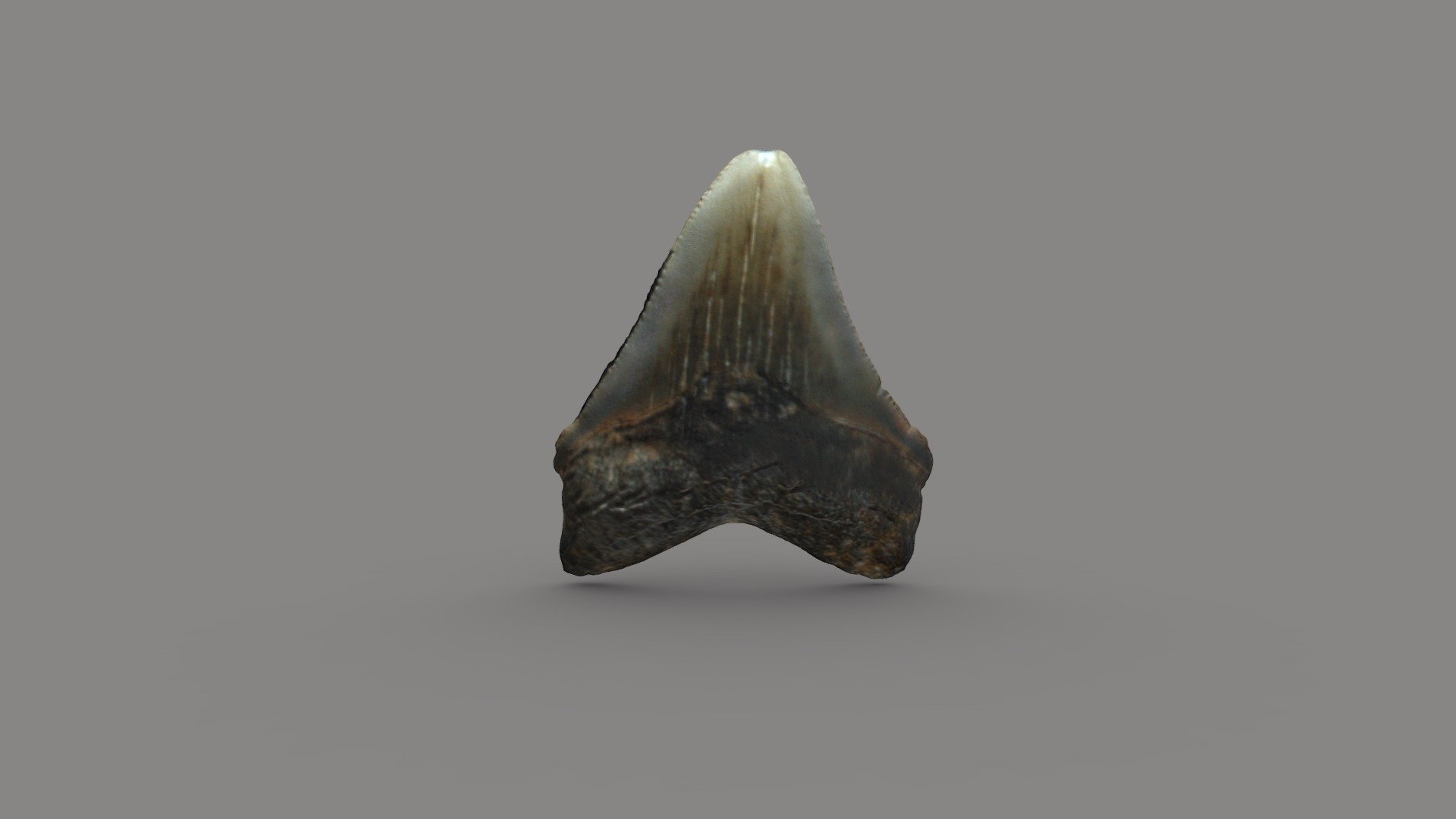 Megalodon Tooth (Miocene) Download Free 3D model by The