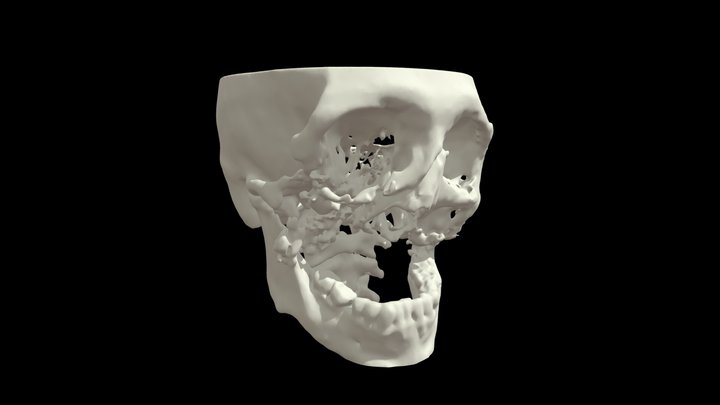 Craneo 3D Model