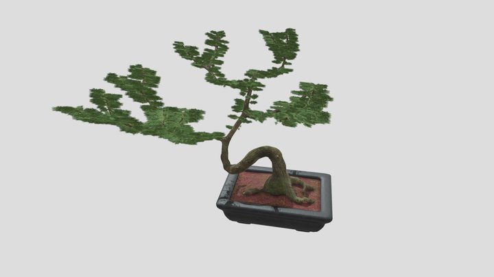 Bonsai Tree 3D Model