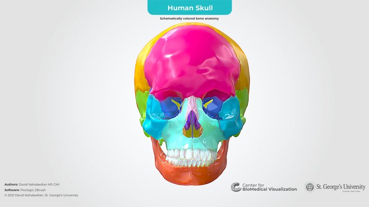 Human Skull: Schemically Colored Bone Anatomy 3D Model